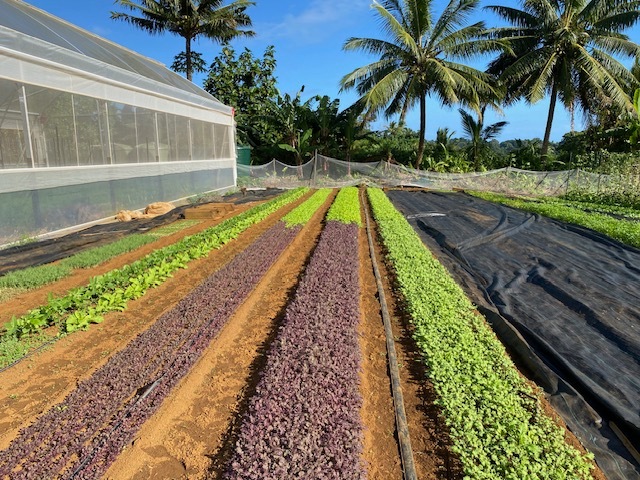 CI Good Way Farm Vegetable Beds