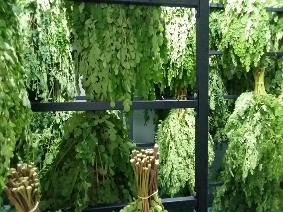 Moringa Leaves Drying Process