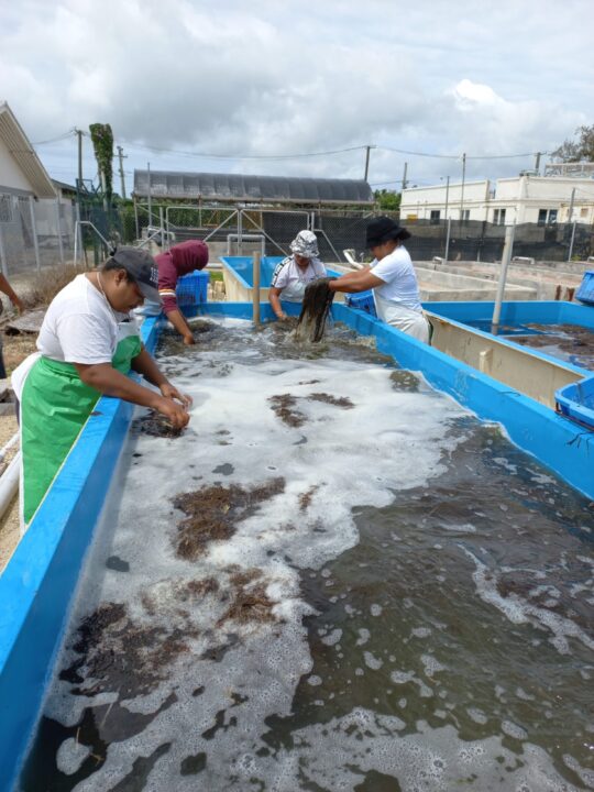 Women Cleaning Seaweed, Tonga