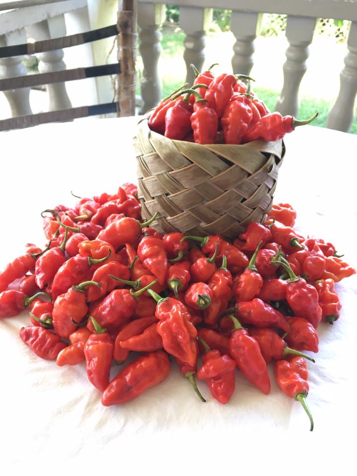 Beautiful red chilies from Vee’s Organic Farm