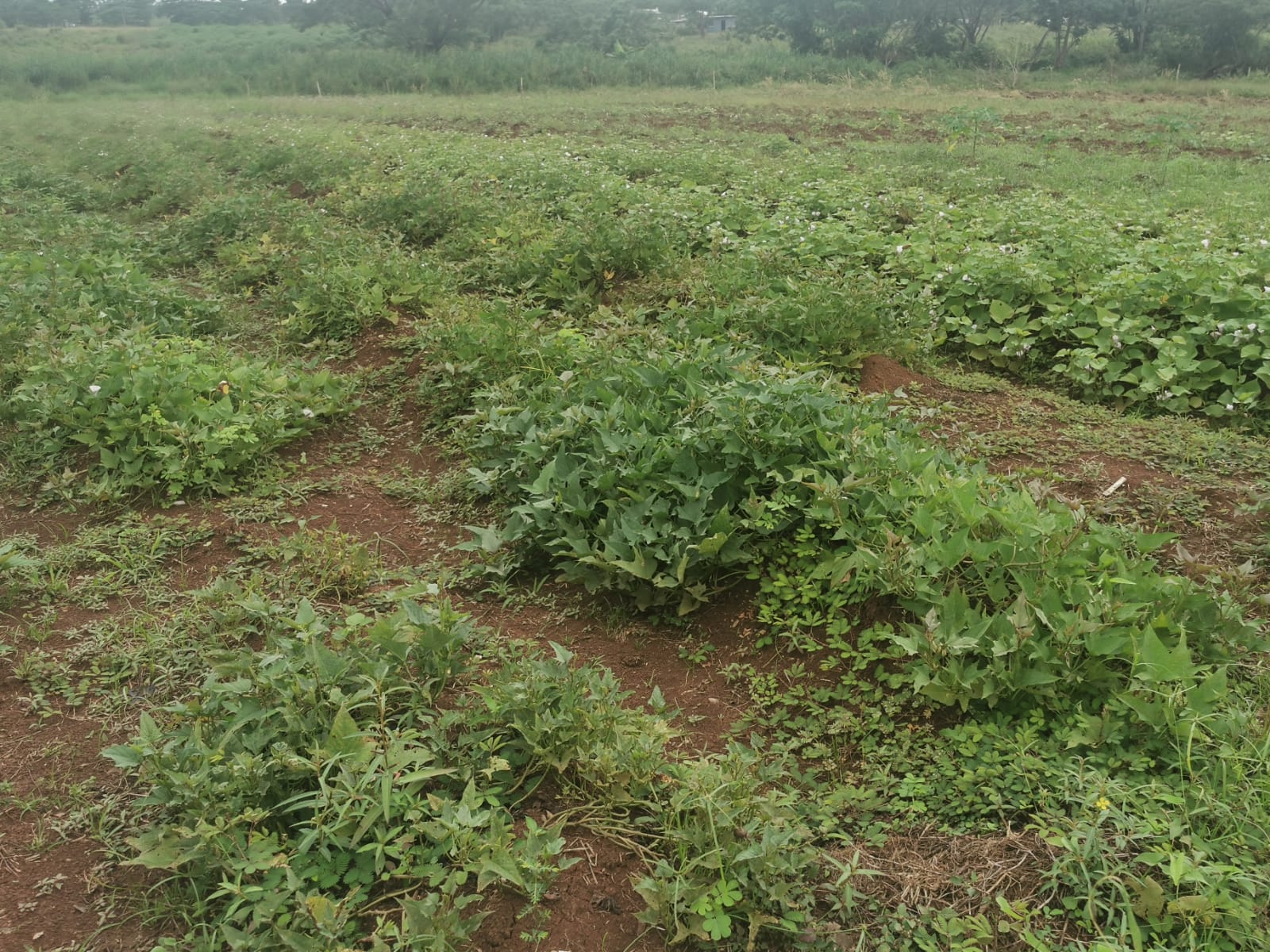 Green and fertile fields to sow