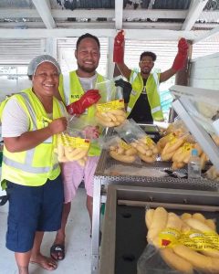 Savaii Foods & Produce Ltd Team Packaging Vegetables