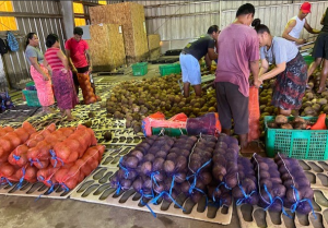 Samoa Natural Foods Coconuts