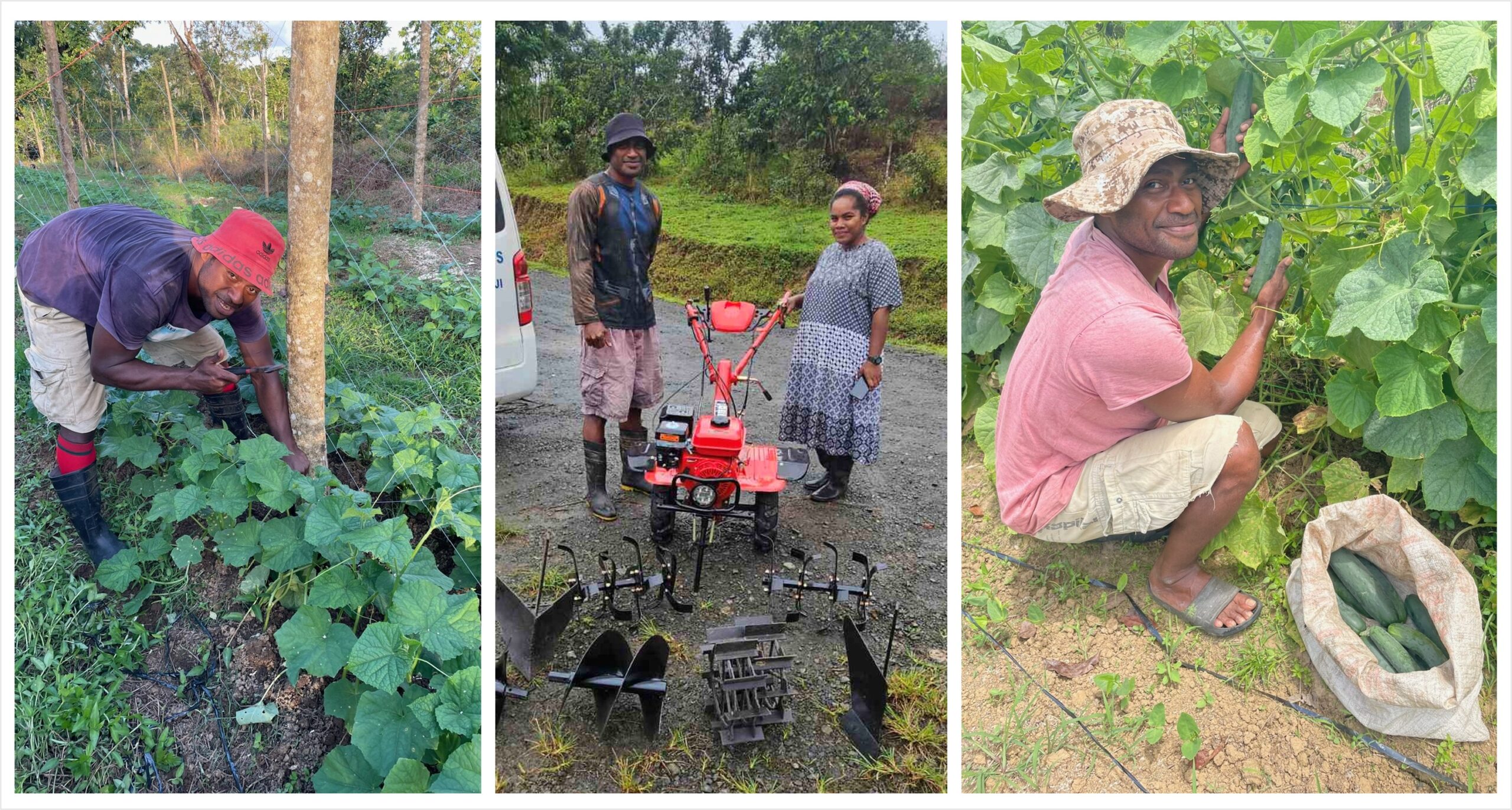 Collage of Vatuniveivuke Enterprise small-scale farming activities Collage of Vatuniveivuke Enterprise small-scale farming activities